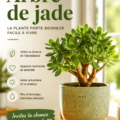 Arbre de jade en pot, une plante d'intérieur idéalement placée sur une table lumineuse.
