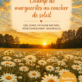 Impression numérique d'un coucher de soleil sur un champ de marguerites